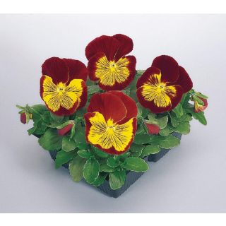 Compra PENSAMIENTO CATS ® RED GOLD F1 (1000 Semillas). en la tienda online Fito Agrícola