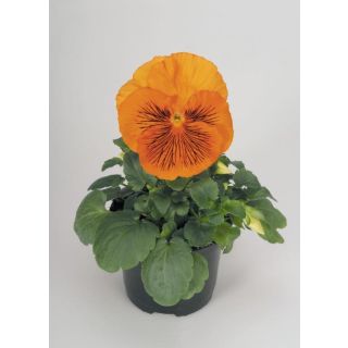 Compra PENSAMIENTO CATS ® ORANGE F1 (1000 Semillas). en la tienda online Fito Agrícola