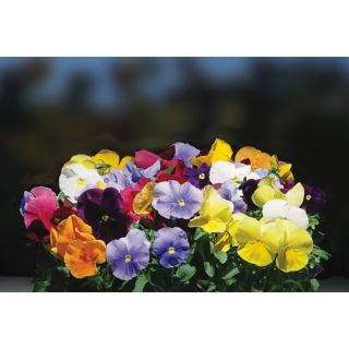 Compra PENSAMIENTO MATRIX ® MIX F1 (1000 Semillas). en la tienda online Fito Agrícola