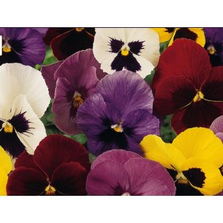 Compra PENSAMIENTO PANOLA ® MIX F1 (1000 Semillas). en la tienda online Fito Agrícola