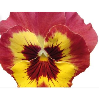 Compra PENSAMIENTO PANOLA ® ROSE PICOTEE F1 (1000 Semillas). en la tienda online Fito Agrícola