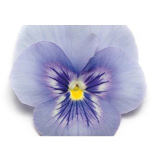 Compra PENSAMIENTO PANOLA ® MARINA F1 (1000 Semillas). en la tienda online Fito Agrícola