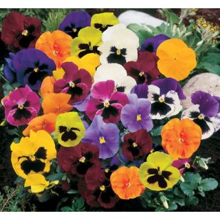 Compra PENSAMIENTO TANA ® MIX F1 (1000 Semillas). en la tienda online Fito Agrícola