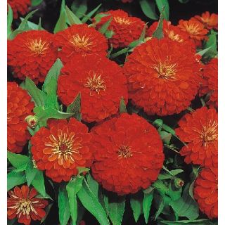 Compra ZINNIA DREAMLAND ROJA F1 (1000 Semillas). en la tienda online Fito Agrícola