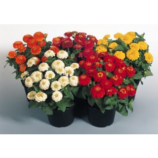 Compra ZINNITA MIX F1 (1000 Semillas). en la tienda online Fito Agrícola