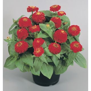 Compra ZINNITA ROJA F1 (1000 Semillas). en la tienda online Fito Agrícola