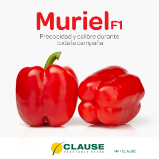 Compra PIMIENTO MURIEL F1 (1000 Semillas). en la tienda online Fito Agrícola