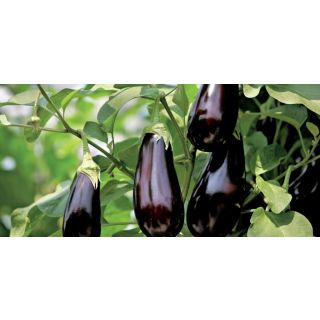 Compra BERENJENA MADONNA F1 (1000 Semillas). en la tienda online Fito Agrícola