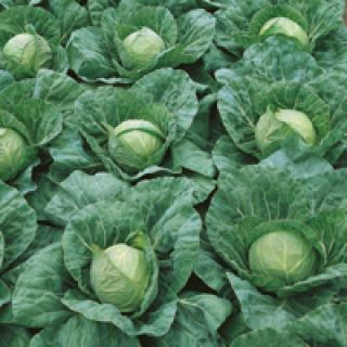 Compra COL PANDION F-1 (1.000 Semillas) en la tienda online Fito Agrícola