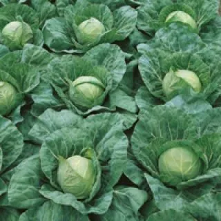 Compra COL PANDION F-1 (1.000 Semillas) en la tienda online Fito Agrícola