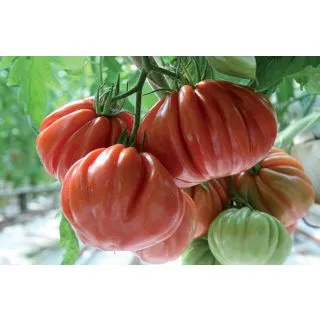 Compra TOMATE AUREA F1 (1000 Semillas). en la tienda online Fito Agrícola