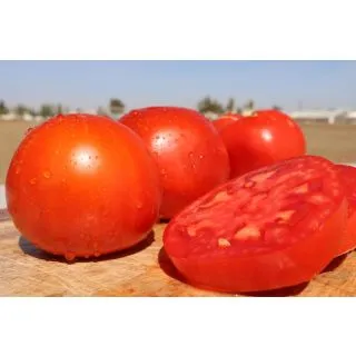 Compra TOMATE PIO F1 (1000 Semillas). en la tienda online Fito Agrícola