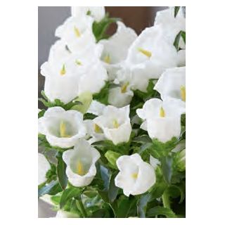 Compra CAMPÁNULA APPEAL WHITE (240 Plantas). en la tienda online Fito Agrícola