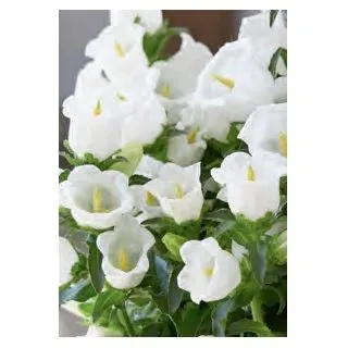 Compra CAMPANULA APPEAL WHITE (240 Plante). en la tienda online Fito Agrícola