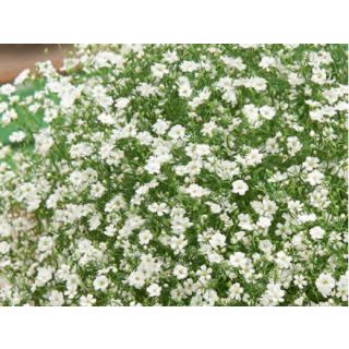 Compra GYPSOPHILA GYPSY WHITE (240 Plantas). en la tienda online Fito Agrícola