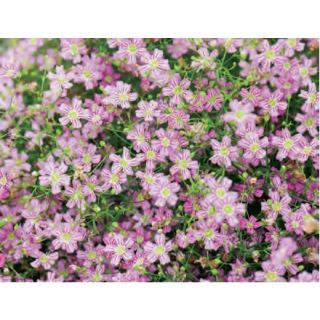 Compra GYPSOPHILA GYPSY DEEP ROSE (240 Plantas). en la tienda online Fito Agrícola