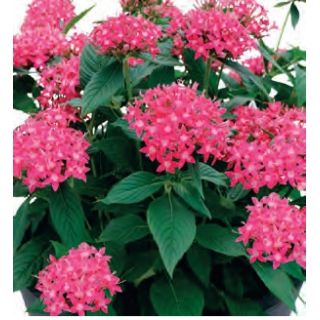 Compra PENTA GRAFFITI LAZER PINK (240 Plantas). en la tienda online Fito Agrícola