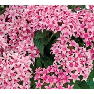 Compra PENTA GRAFFITI FLIRTY PINK (240 plantas). en la tienda online Fito Agrícola