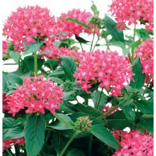 Compra PENTA GRAFFITI TRUE PINK (240 plantas). en la tienda online Fito Agrícola