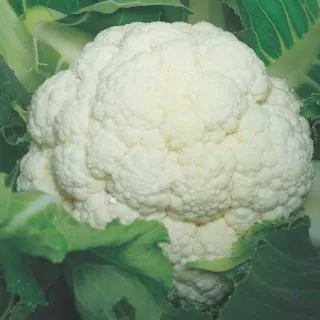 Compra COLIFLOR GIEWONT F-1 (5.000 Semillas) en la tienda online Fito Agrícola