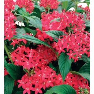 Compra PENTA GRAFFITI RED RUBY(240 plantas). en la tienda online Fito Agrícola