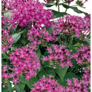 Compra PENTA GRAFFITI ULTRA VIOLET (240 plantas). en la tienda online Fito Agrícola