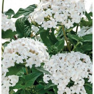 Compra PENTA GRAFFITI WHITE (240 plantas). en la tienda online Fito Agrícola