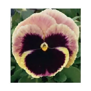 Compra PENSAMIENTO MATRIX SUNRISE (240 Plantas). en la tienda online Fito Agrícola