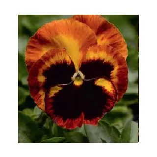 Compra PENSAMIENTO MATRIX SOLAR FLARE (240 Plantas). en la tienda online Fito Agrícola