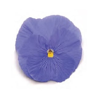 Compra PENSAMIENTO MATRIX TRUE BLUE (240 Plantas). en la tienda online Fito Agrícola