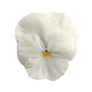 Compra PENSAMIENTO MATRIX WHITE (240 Plantas). en la tienda online Fito Agrícola