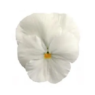 Compra PENSAMIENTO MATRIX WHITE (240 Plantas). en la tienda online Fito Agrícola