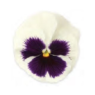 Compra PENSAMIENTO MATRIX WHITE WITH BLOTCH (240 Plantas). en la tienda online Fito Agrícola