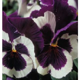 Compra PENSAMIENTO POWER BLUE AND WHITE (240 plantas). en la tienda online Fito Agrícola