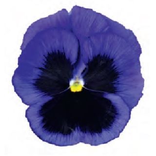 Compra PENSAMIENTO POWER DEEP BLUE WITH BLOTCH (240 plantas). en la tienda online Fito Agrícola