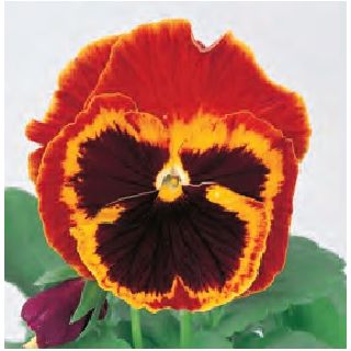 Compra PENSAMIENTO POWER FIRE (240 plantas). en la tienda online Fito Agrícola