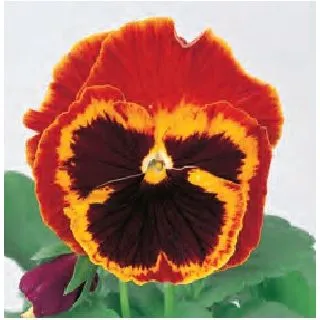 Compra PENSAMIENTO POWER FIRE (240 plantas). en la tienda online Fito Agrícola