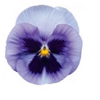 Compra PENSAMIENTO POWER MARINA (240 plantas). en la tienda online Fito Agrícola