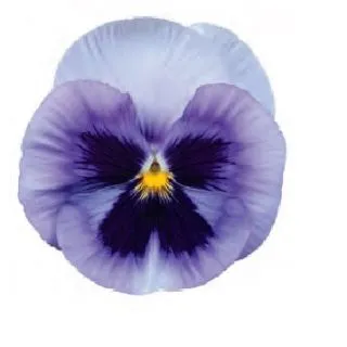 Compra PENSAMIENTO POWER MARINA (240 plantas). en la tienda online Fito Agrícola