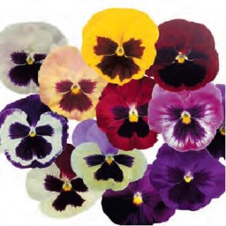 Compra PENSAMIENTO POWER MIX (240 plantas). en la tienda online Fito Agrícola