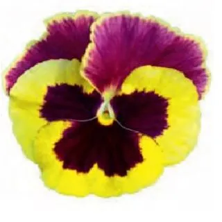 Compra PENSAMIENTO POWER PATRICIA (240 plantas). en la tienda online Fito Agrícola