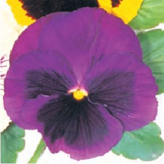 Compra PENSAMIENTO POWER PURPLE WITH BLOTCH (240 plantas). en la tienda online Fito Agrícola