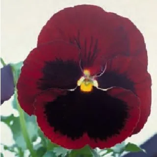 Compra PENSAMIENTO POWER RED WITH BLOTCH (240 plantas). en la tienda online Fito Agrícola