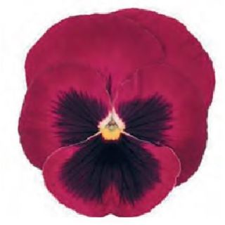 Compra PENSAMIENTO POWER ROSE WITH BLOTCH (240 plantas). en la tienda online Fito Agrícola