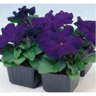 Compra PETUNIA LIMBO BLUE (240 Plantas). en la tienda online Fito Agrícola