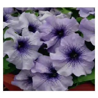Compra PETUNIA LIMBO BLUE VEINED (240 Plantas). en la tienda online Fito Agrícola