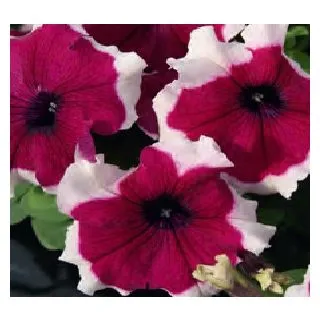 Compra PETUNIA LIMBO BURGUNDY PICOTEE (240 Plantas). en la tienda online Fito Agrícola