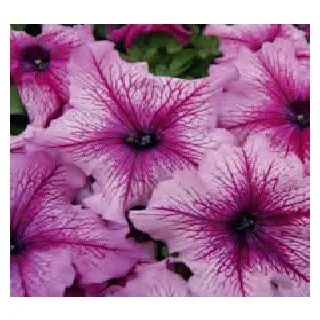 Compra PETUNIA LIMBO ORCHID VEINED (240 Plantas). en la tienda online Fito Agrícola