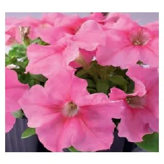 Compra PETUNIA LIMBO PEACH (240 Plantas). en la tienda online Fito Agrícola