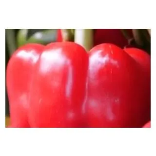 Compra ARDEI DUNBAR F1 (1.000 semințe). en la tienda online Fito Agrícola